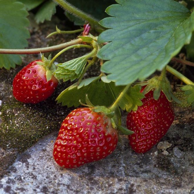 Maraicher local Guérande Légumes fruits fraise cirafine