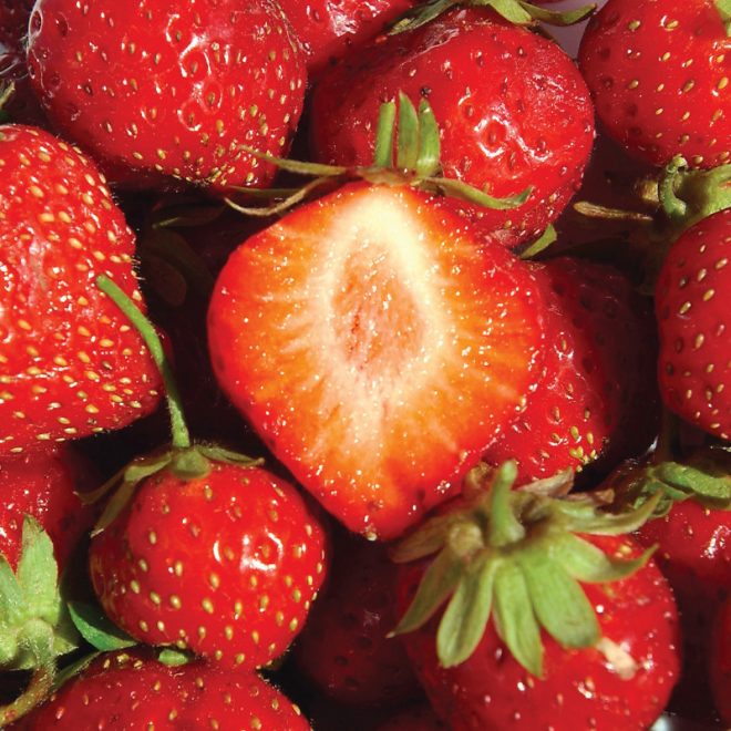 Maraicher local Guérande Légumes fruits fraise mara des bois