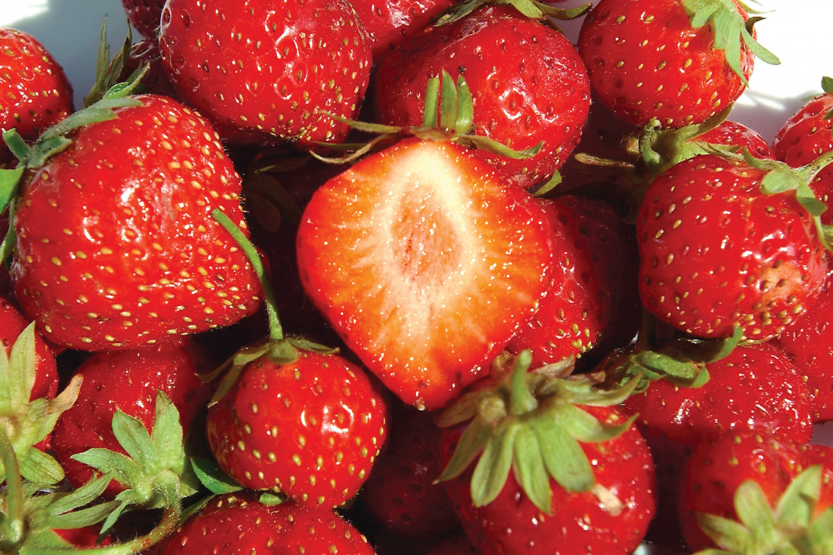 mara-des-bois Maraicher local Guérande Légumes fruits fraise mara des bois