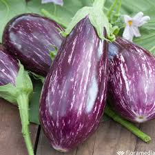Aubergine Zébrée