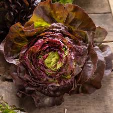 Laitue rouge
